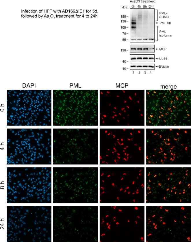 https://cdn.ncbi.nlm.nih.gov/pmc/blobs/28d6/8975554/4fdb83bf4d45/elife-73006-sa2-fig1.jpg
