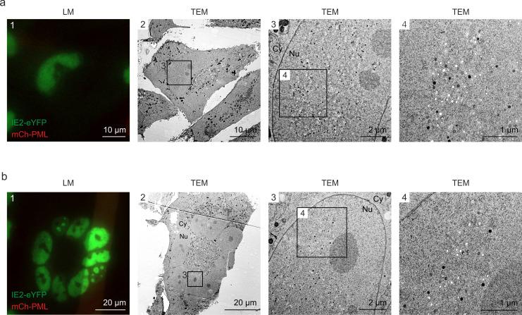 https://cdn.ncbi.nlm.nih.gov/pmc/blobs/28d6/8975554/5892527c0586/elife-73006-fig7-figsupp2.jpg