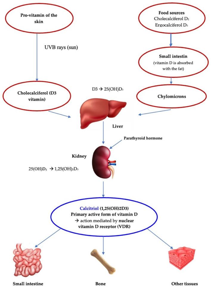 https://cdn.ncbi.nlm.nih.gov/pmc/blobs/28d8/9600444/a9800806feb8/diagnostics-12-02328-g001.jpg