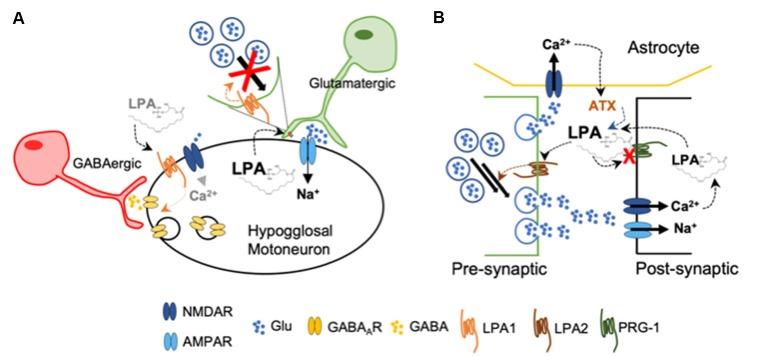 https://cdn.ncbi.nlm.nih.gov/pmc/blobs/28d9/6546900/2a1b18481e83/fnmol-12-00138-g0002.jpg