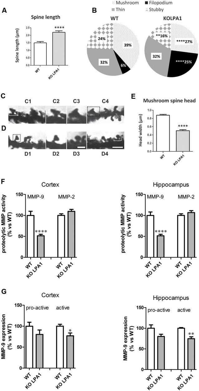 https://cdn.ncbi.nlm.nih.gov/pmc/blobs/28d9/6546900/594caa54ea10/fnmol-12-00138-g0003.jpg