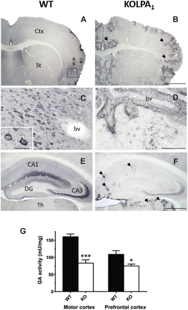 https://cdn.ncbi.nlm.nih.gov/pmc/blobs/28d9/6546900/5afef33902e5/fnmol-12-00138-g0004.jpg