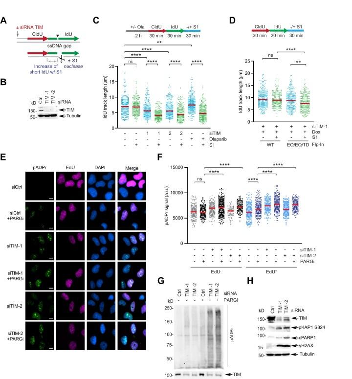 https://cdn.ncbi.nlm.nih.gov/pmc/blobs/28df/11194094/050ac1499b3c/gkae445fig1.jpg