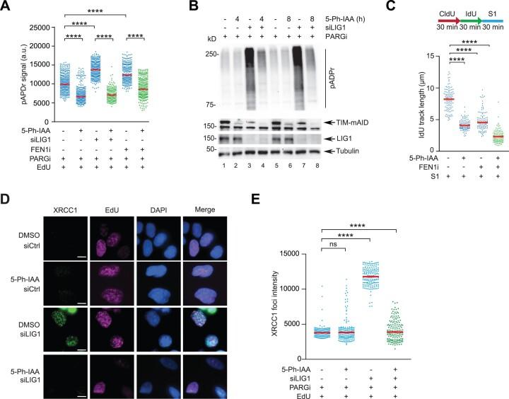 https://cdn.ncbi.nlm.nih.gov/pmc/blobs/28df/11194094/6230b46240fe/gkae445fig3.jpg