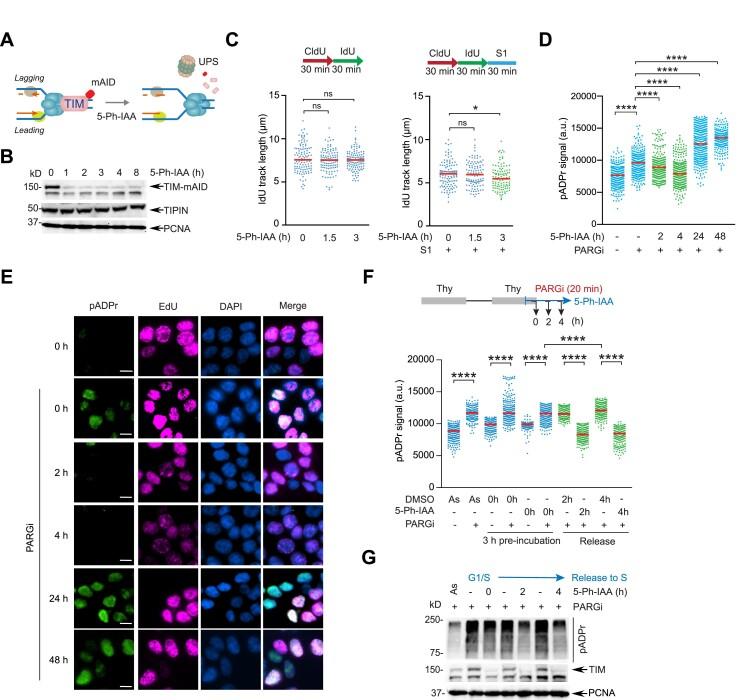 https://cdn.ncbi.nlm.nih.gov/pmc/blobs/28df/11194094/7d9fee759f81/gkae445fig2.jpg
