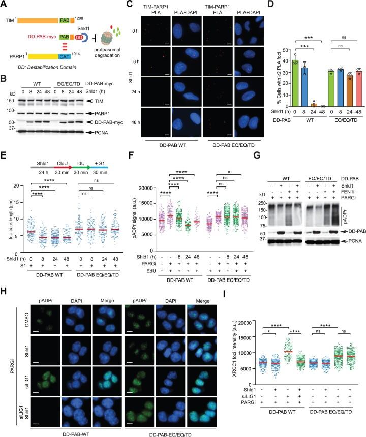 https://cdn.ncbi.nlm.nih.gov/pmc/blobs/28df/11194094/800a7cafa330/gkae445fig4.jpg