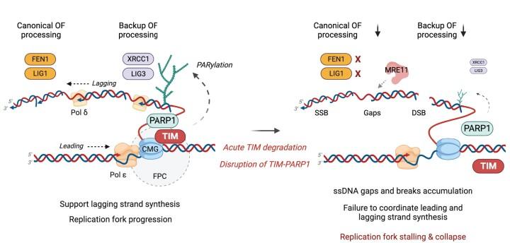 https://cdn.ncbi.nlm.nih.gov/pmc/blobs/28df/11194094/d2ae4758cfec/gkae445fig7.jpg
