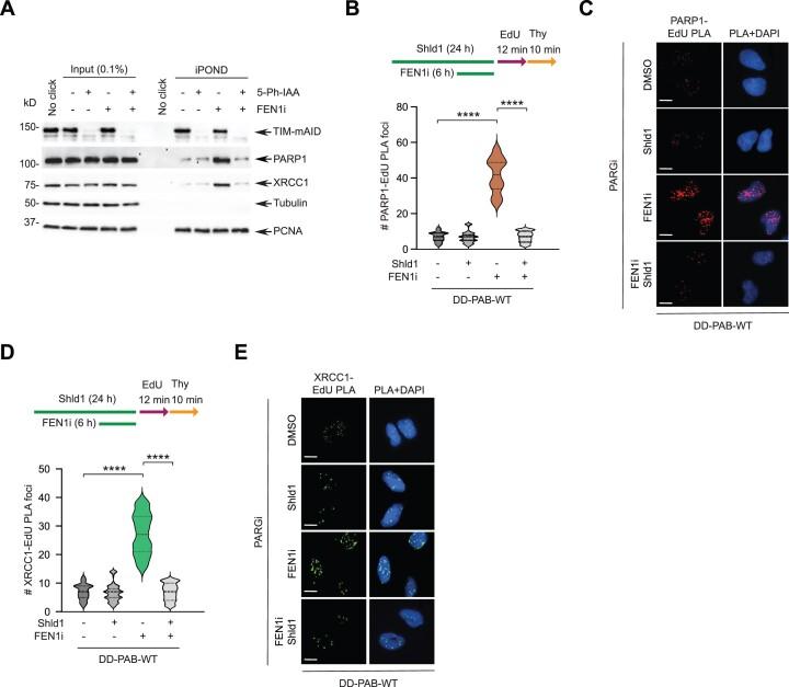 https://cdn.ncbi.nlm.nih.gov/pmc/blobs/28df/11194094/e074518023fd/gkae445fig5.jpg