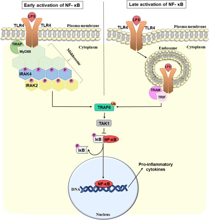 https://cdn.ncbi.nlm.nih.gov/pmc/blobs/28df/11260943/b81e47b67ca9/fphys-15-1380713-g002.jpg