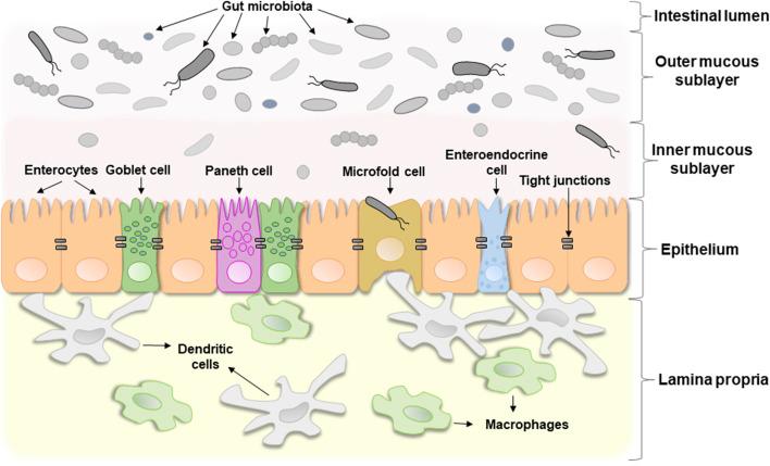 https://cdn.ncbi.nlm.nih.gov/pmc/blobs/28df/11260943/cc3f2ee27e8d/fphys-15-1380713-g001.jpg