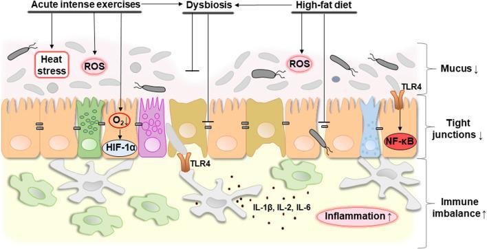https://cdn.ncbi.nlm.nih.gov/pmc/blobs/28df/11260943/d396030bb058/fphys-15-1380713-g004.jpg