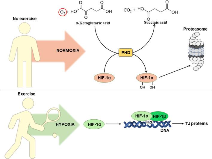 https://cdn.ncbi.nlm.nih.gov/pmc/blobs/28df/11260943/f905a381f4ac/fphys-15-1380713-g003.jpg