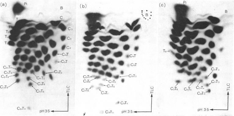 https://cdn.ncbi.nlm.nih.gov/pmc/blobs/28df/426548/01f1d9c4c504/pnas00129-0217-a.jpg