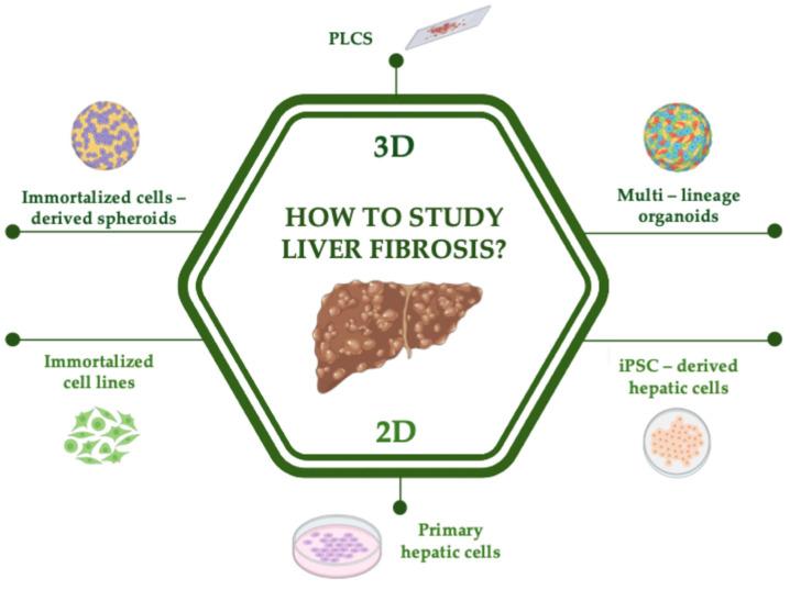 https://cdn.ncbi.nlm.nih.gov/pmc/blobs/28e2/11942424/6380ca401ffb/ijms-26-02658-g002.jpg