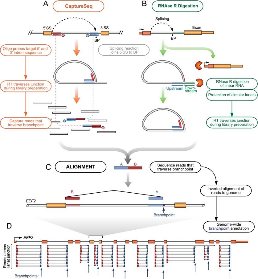 https://cdn.ncbi.nlm.nih.gov/pmc/blobs/28e2/4315302/10260de37d52/290fig1.jpg