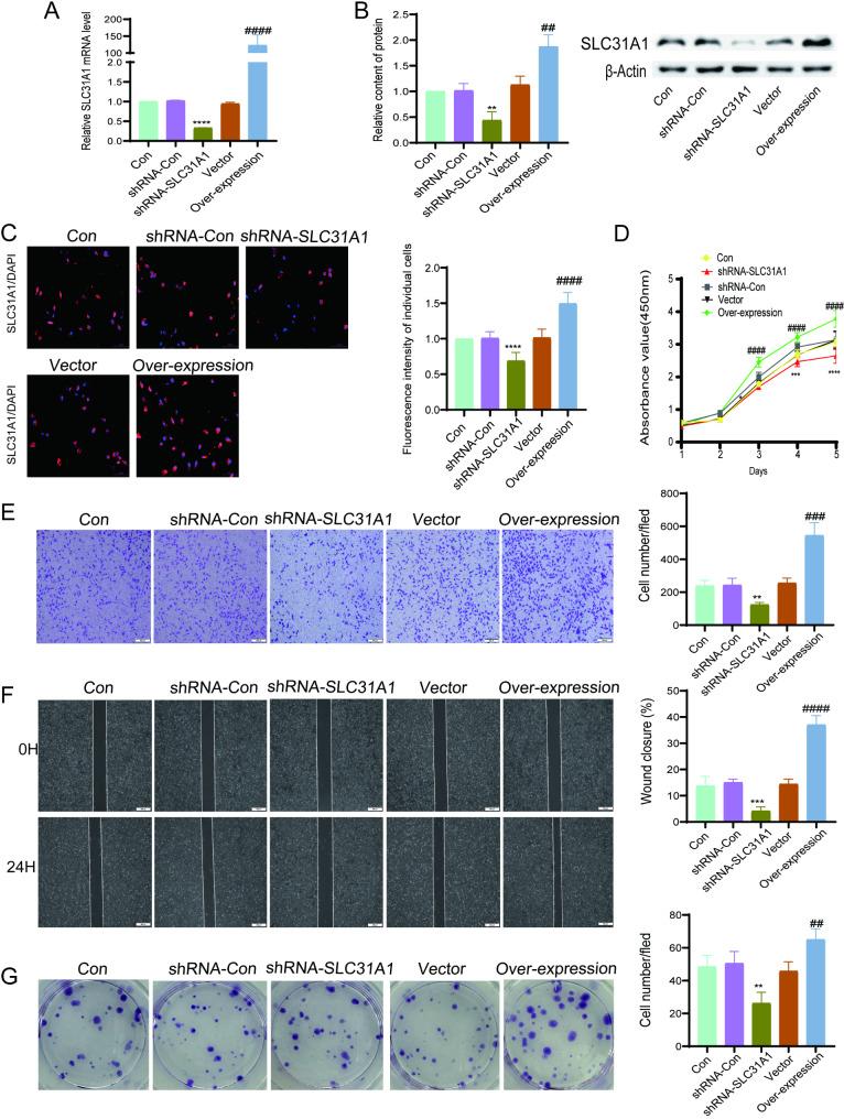 https://cdn.ncbi.nlm.nih.gov/pmc/blobs/28e4/12067758/4a23e6588117/12885_2025_14151_Fig7_HTML.jpg