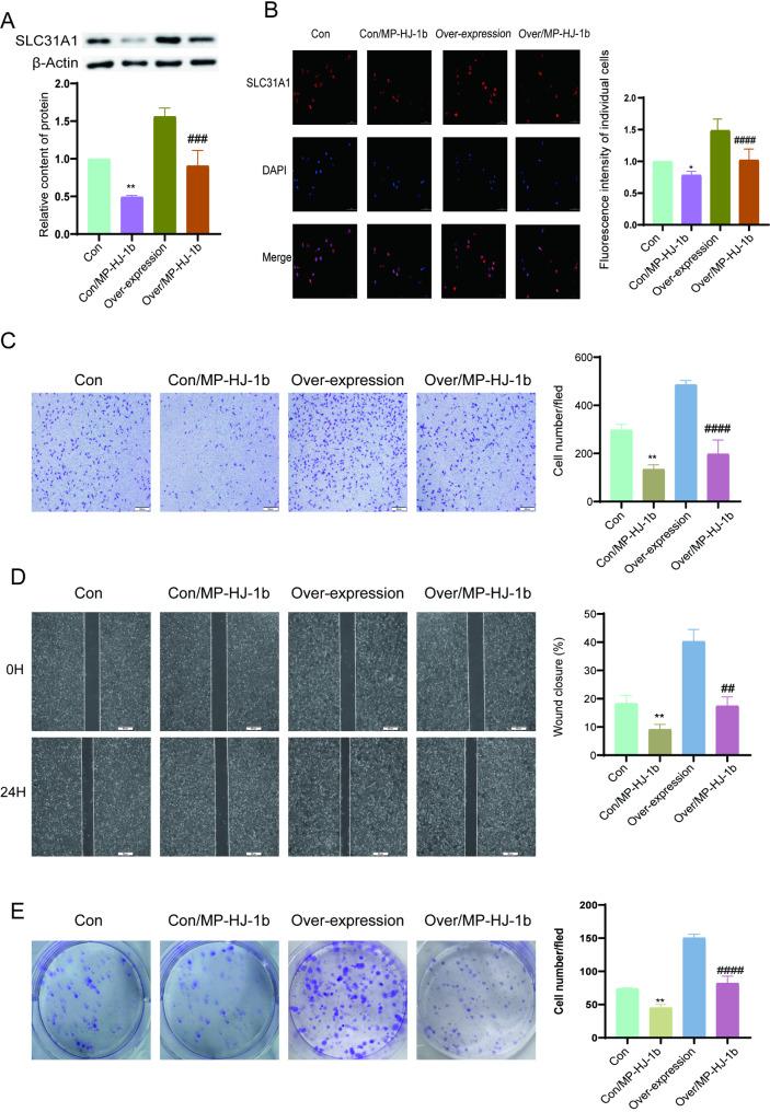 https://cdn.ncbi.nlm.nih.gov/pmc/blobs/28e4/12067758/535784bcbf4b/12885_2025_14151_Fig8_HTML.jpg