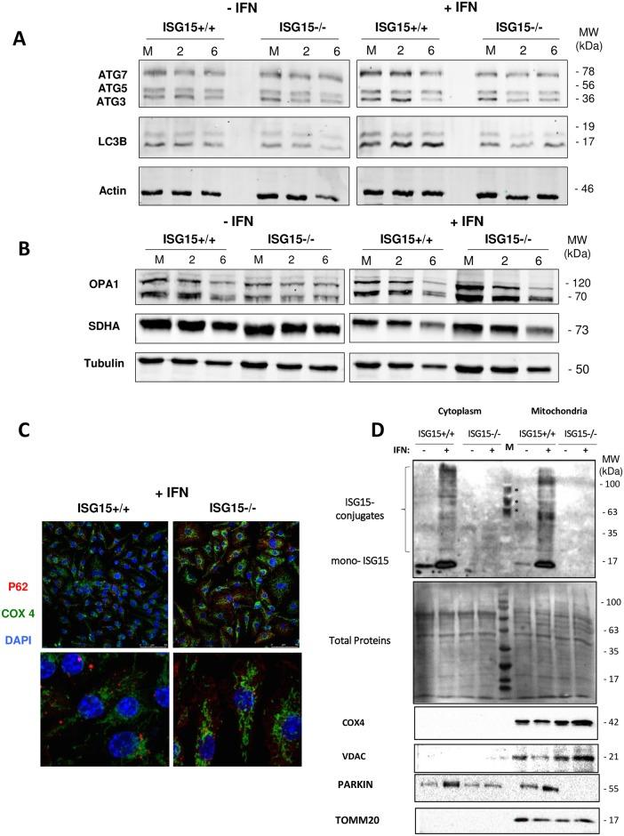 https://cdn.ncbi.nlm.nih.gov/pmc/blobs/28e5/5659798/db55bfb8bb4c/ppat.1006651.g004.jpg