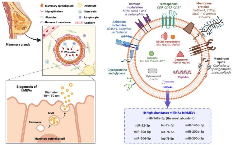 https://cdn.ncbi.nlm.nih.gov/pmc/blobs/28e5/9367292/cf144b90f0c6/cells-11-02345-g002.jpg