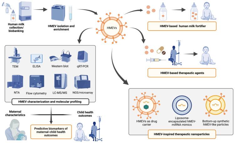 https://cdn.ncbi.nlm.nih.gov/pmc/blobs/28e5/9367292/e92edf7a9aa2/cells-11-02345-g003.jpg