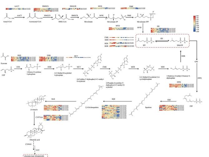 https://cdn.ncbi.nlm.nih.gov/pmc/blobs/28e6/11145772/6650d50715d6/12870_2024_5096_Fig2_HTML.jpg