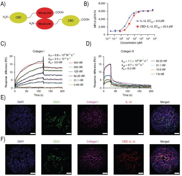 https://cdn.ncbi.nlm.nih.gov/pmc/blobs/28e6/7456198/2f97ae72db6c/gr12_lrg.jpg