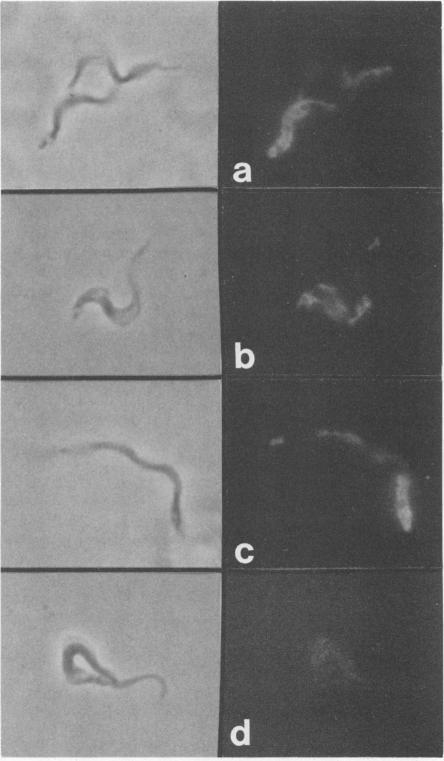 https://cdn.ncbi.nlm.nih.gov/pmc/blobs/28e8/313457/33dff4716278/iai00068-0121-a.jpg
