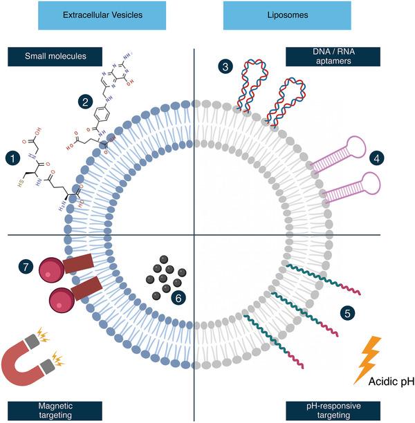 https://cdn.ncbi.nlm.nih.gov/pmc/blobs/28e9/11468589/8d9e078319f3/ADHM-11-2100639-g009.jpg