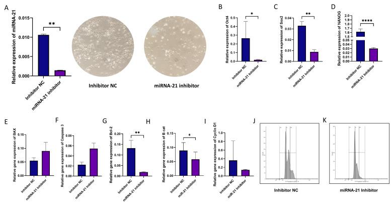 https://cdn.ncbi.nlm.nih.gov/pmc/blobs/28f5/11763652/482b4af44516/cells-14-00091-g006.jpg