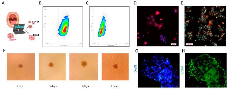 https://cdn.ncbi.nlm.nih.gov/pmc/blobs/28f5/11763652/e76c81938920/cells-14-00091-g003.jpg
