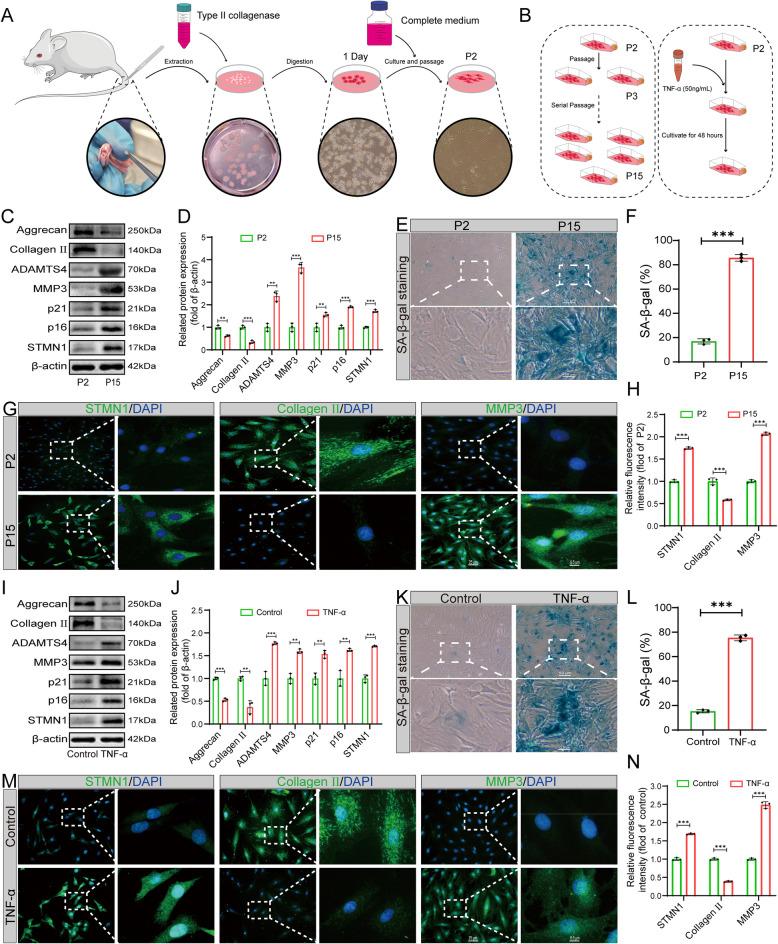 https://cdn.ncbi.nlm.nih.gov/pmc/blobs/28f5/12049776/530039560153/10020_2025_1220_Fig3_HTML.jpg