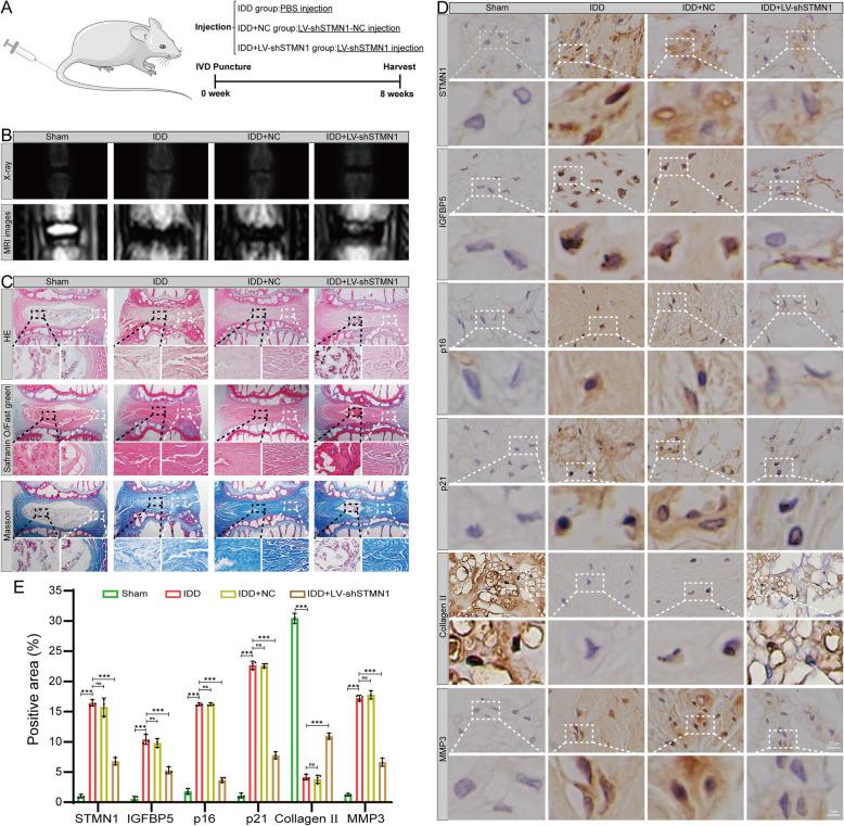 https://cdn.ncbi.nlm.nih.gov/pmc/blobs/28f5/12049776/64bf94e089c5/10020_2025_1220_Fig8_HTML.jpg