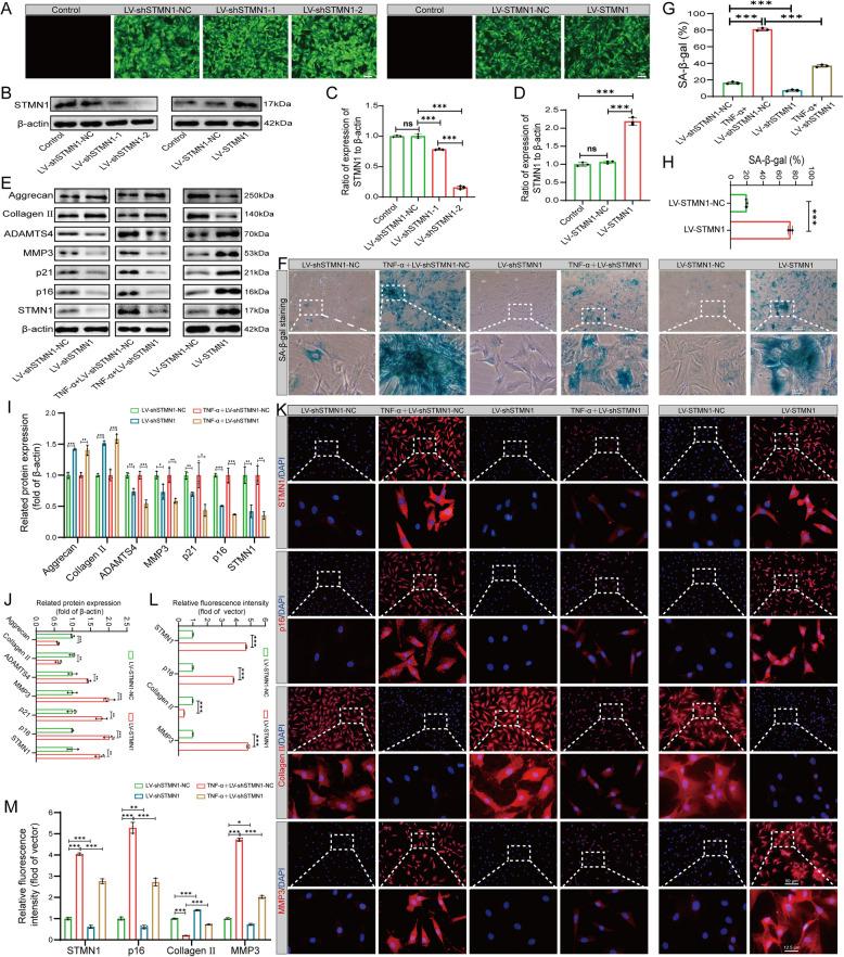 https://cdn.ncbi.nlm.nih.gov/pmc/blobs/28f5/12049776/d3cd66a84829/10020_2025_1220_Fig4_HTML.jpg