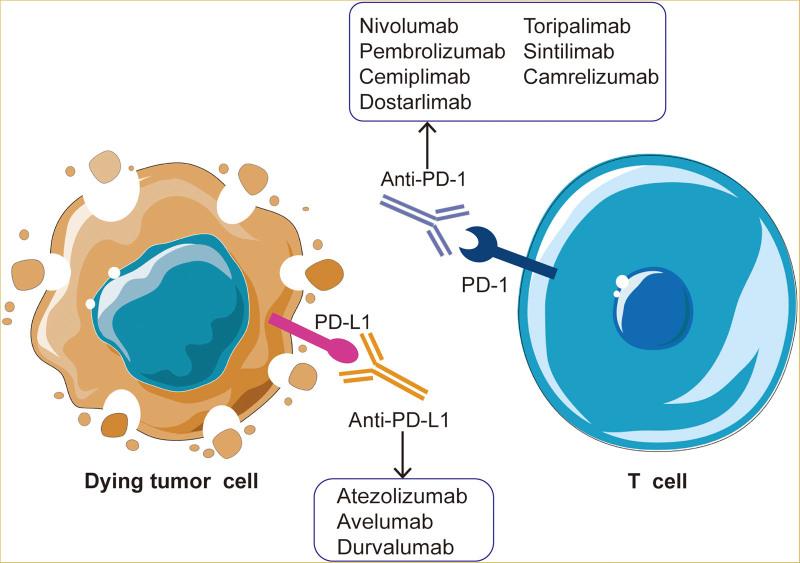 https://cdn.ncbi.nlm.nih.gov/pmc/blobs/28f7/10205351/3cd6d8af669f/bs9-5-077-g001.jpg