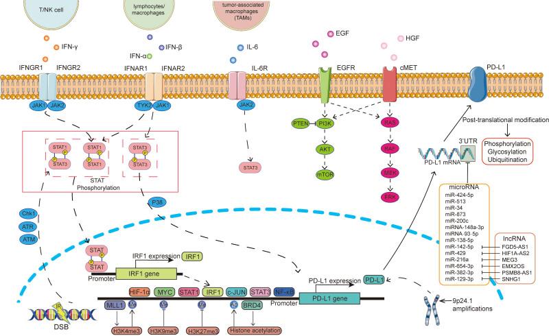 https://cdn.ncbi.nlm.nih.gov/pmc/blobs/28f7/10205351/ba5e2fd4182a/bs9-5-077-g002.jpg