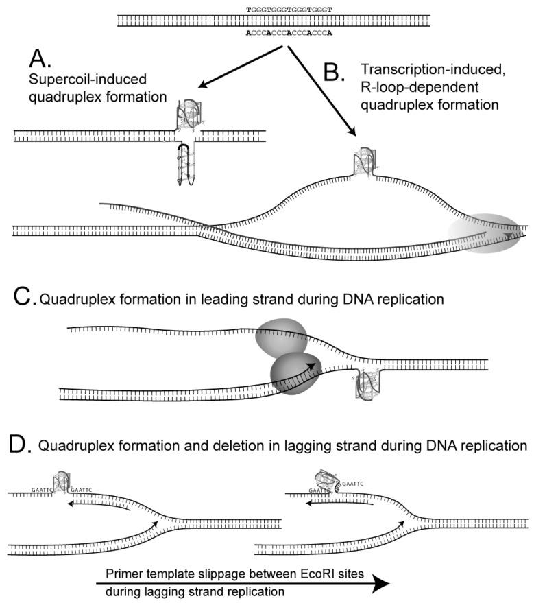 https://cdn.ncbi.nlm.nih.gov/pmc/blobs/28f7/10530614/a88903411dec/genes-14-01720-g002.jpg