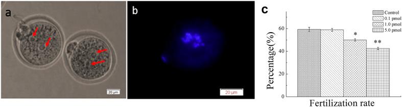 https://cdn.ncbi.nlm.nih.gov/pmc/blobs/28f7/5120285/0c8836841f29/srep37677-f6.jpg