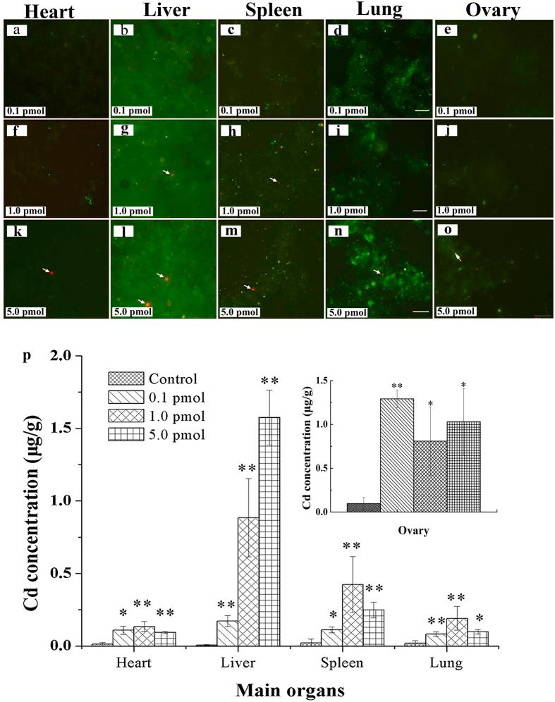 https://cdn.ncbi.nlm.nih.gov/pmc/blobs/28f7/5120285/f38d91228c38/srep37677-f3.jpg