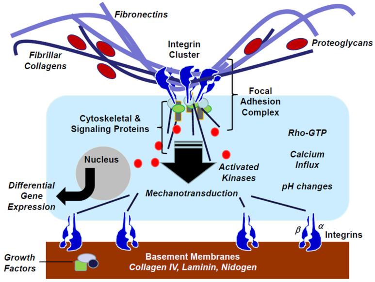 https://cdn.ncbi.nlm.nih.gov/pmc/blobs/28f8/10296409/4ac9652f002d/biomolecules-13-00945-g005.jpg