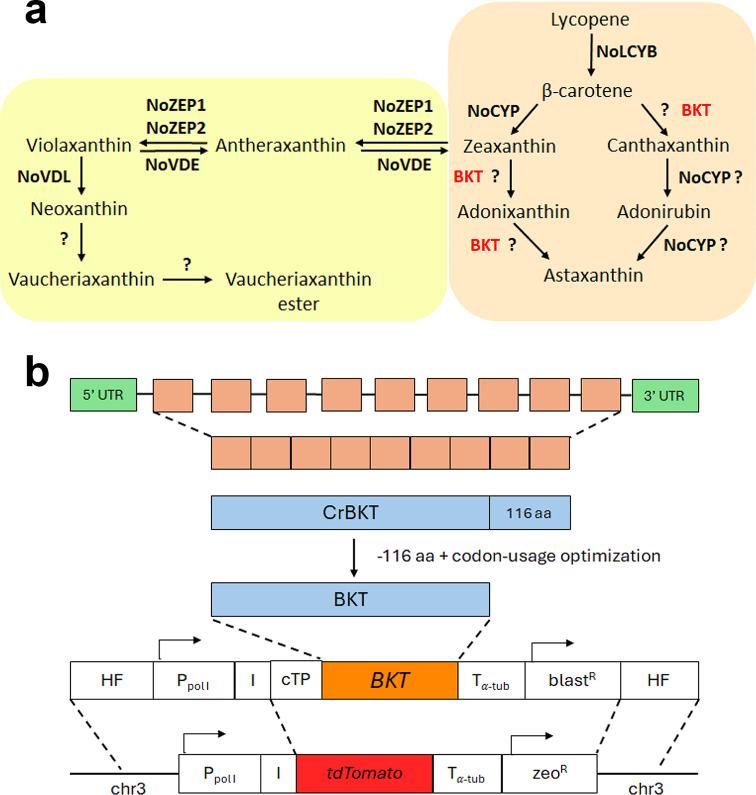 https://cdn.ncbi.nlm.nih.gov/pmc/blobs/2900/11606307/03067258b816/12934_2024_2599_Fig1_HTML.jpg