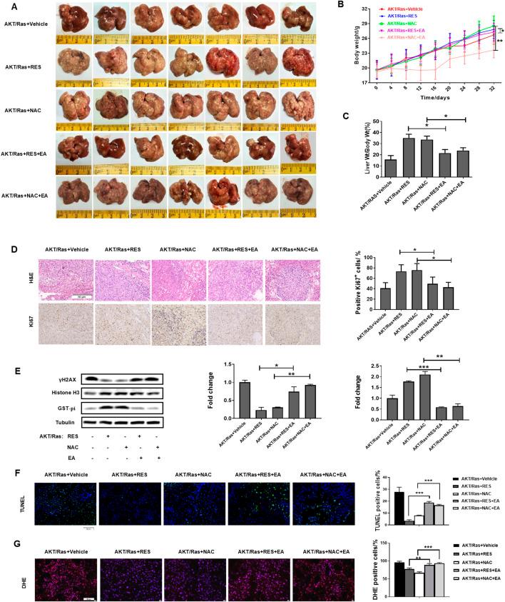 https://cdn.ncbi.nlm.nih.gov/pmc/blobs/2900/12066552/00ef63a9280a/fphar-16-1574039-g007.jpg