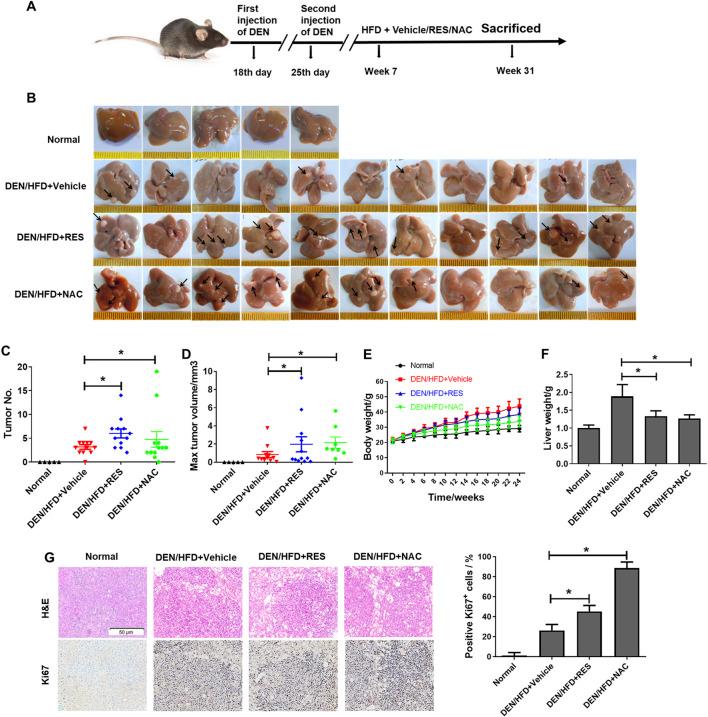 https://cdn.ncbi.nlm.nih.gov/pmc/blobs/2900/12066552/2046c578de0d/fphar-16-1574039-g001.jpg