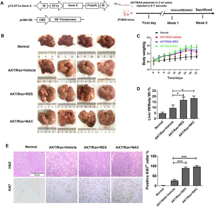 https://cdn.ncbi.nlm.nih.gov/pmc/blobs/2900/12066552/85419cf533a3/fphar-16-1574039-g002.jpg