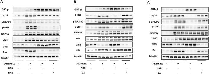 https://cdn.ncbi.nlm.nih.gov/pmc/blobs/2900/12066552/970cec2cc133/fphar-16-1574039-g008.jpg