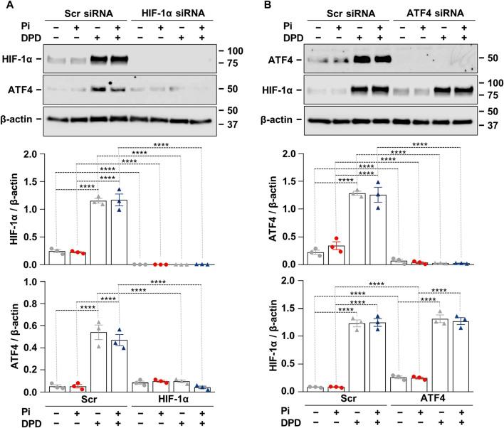 https://cdn.ncbi.nlm.nih.gov/pmc/blobs/2901/11322142/1ad1d26aff96/fphar-15-1399248-g005.jpg