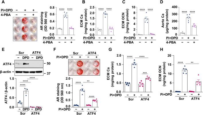 https://cdn.ncbi.nlm.nih.gov/pmc/blobs/2901/11322142/68f4ca5e60de/fphar-15-1399248-g004.jpg