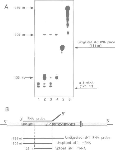 https://cdn.ncbi.nlm.nih.gov/pmc/blobs/2904/450258/c0b45f8a2fe9/emboj00012-0260-a.jpg