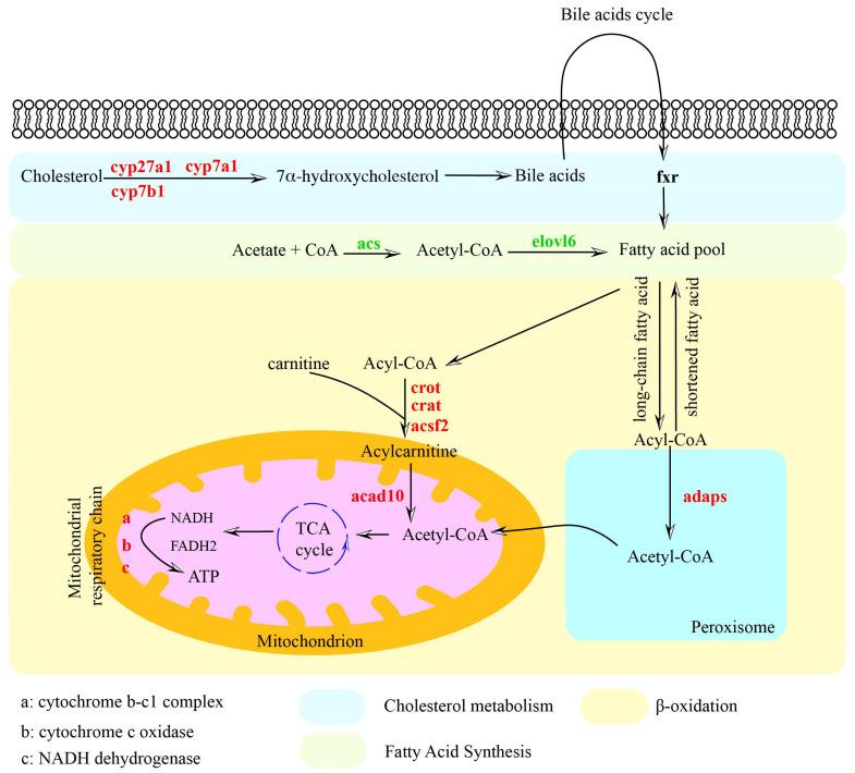 https://cdn.ncbi.nlm.nih.gov/pmc/blobs/2908/12024547/cb9758de2cdb/biology-14-00381-g004.jpg