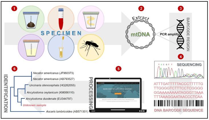 https://cdn.ncbi.nlm.nih.gov/pmc/blobs/2908/8470585/da0d17c8ac27/diagnostics-11-01545-g002.jpg