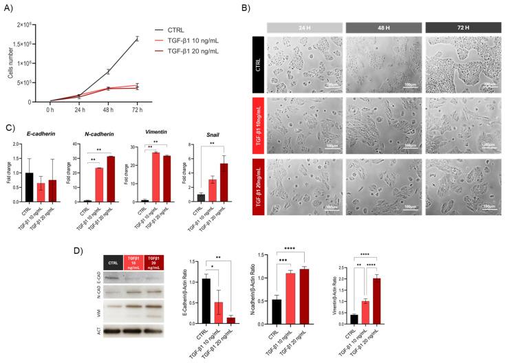 https://cdn.ncbi.nlm.nih.gov/pmc/blobs/290c/12384463/954c712080b6/cells-14-01233-g001.jpg